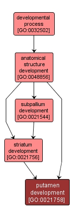 GO:0021758 - putamen development (interactive image map)