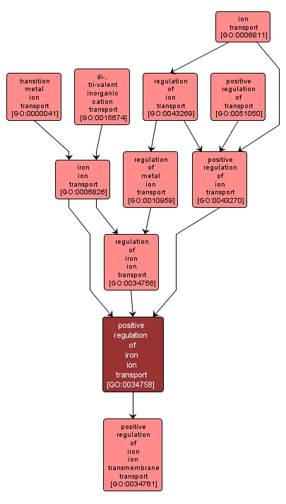 GO:0034758 - positive regulation of iron ion transport (interactive image map)