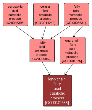 GO:0042758 - long-chain fatty acid catabolic process (interactive image map)