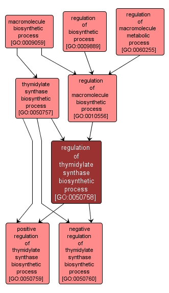 GO:0050758 - regulation of thymidylate synthase biosynthetic process (interactive image map)