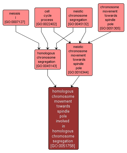 GO:0051758 - homologous chromosome movement towards spindle pole involved in homologous chromosome segregation (interactive image map)