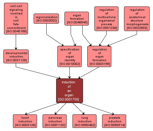 GO:0001759 - induction of an organ (interactive image map)