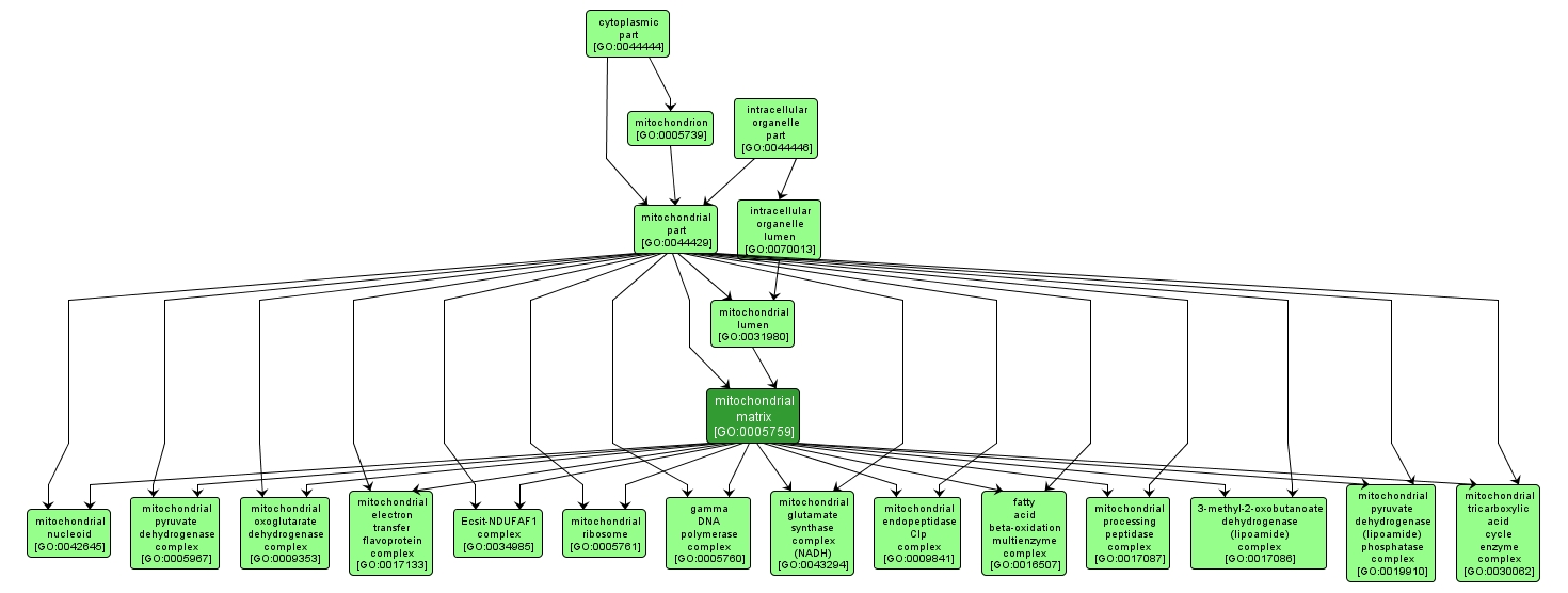 GO:0005759 - mitochondrial matrix (interactive image map)