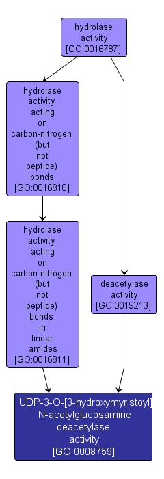 GO:0008759 - UDP-3-O-[3-hydroxymyristoyl] N-acetylglucosamine deacetylase activity (interactive image map)