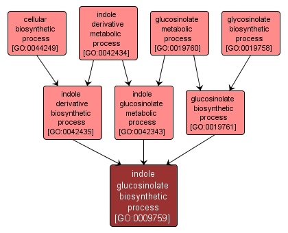 GO:0009759 - indole glucosinolate biosynthetic process (interactive image map)