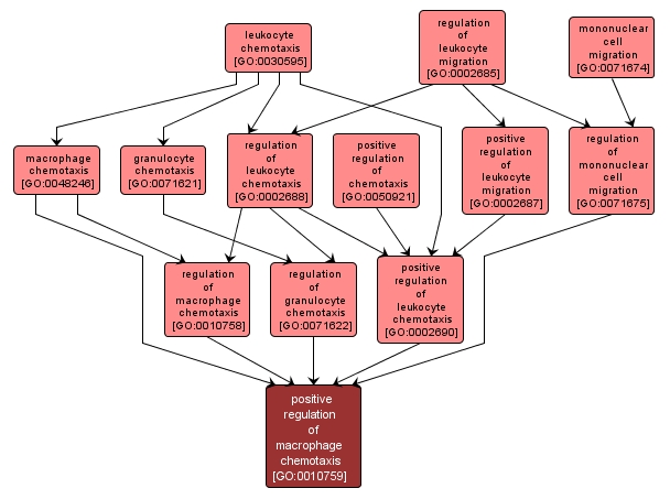 GO:0010759 - positive regulation of macrophage chemotaxis (interactive image map)