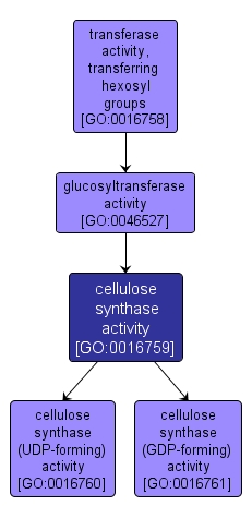 GO:0016759 - cellulose synthase activity (interactive image map)