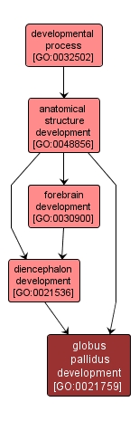 GO:0021759 - globus pallidus development (interactive image map)