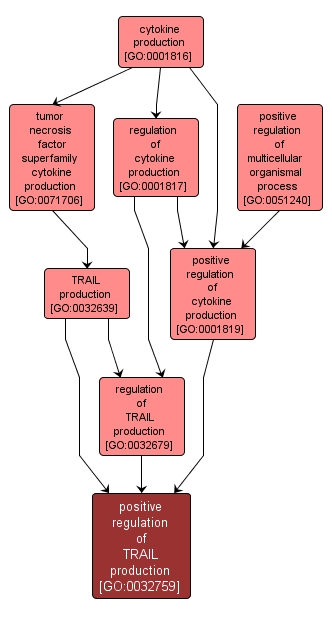 GO:0032759 - positive regulation of TRAIL production (interactive image map)