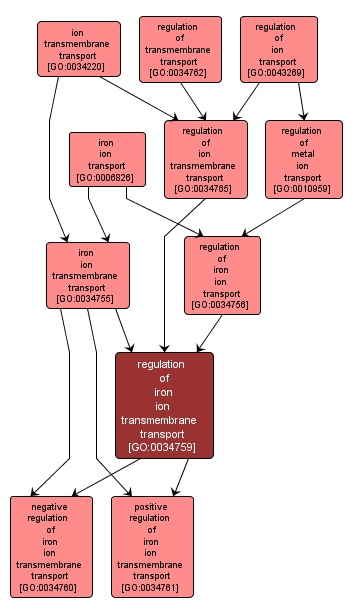 GO:0034759 - regulation of iron ion transmembrane transport (interactive image map)