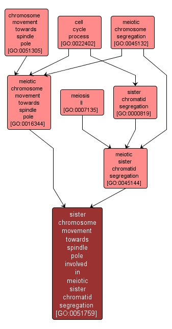 GO:0051759 - sister chromosome movement towards spindle pole involved in meiotic sister chromatid segregation (interactive image map)