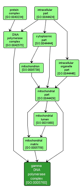 GO:0005760 - gamma DNA polymerase complex (interactive image map)