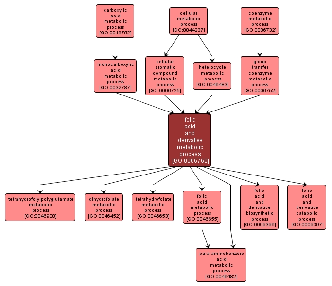 GO:0006760 - folic acid and derivative metabolic process (interactive image map)