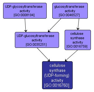 GO:0016760 - cellulose synthase (UDP-forming) activity (interactive image map)