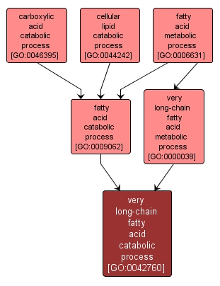 GO:0042760 - very long-chain fatty acid catabolic process (interactive image map)