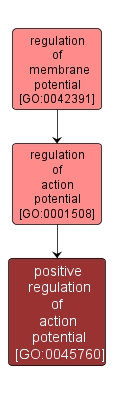 GO:0045760 - positive regulation of action potential (interactive image map)