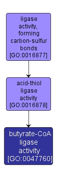 GO:0047760 - butyrate-CoA ligase activity (interactive image map)