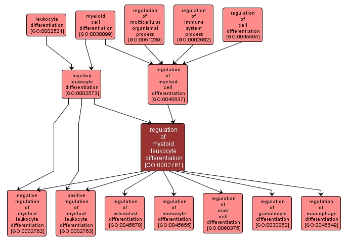 GO:0002761 - regulation of myeloid leukocyte differentiation (interactive image map)