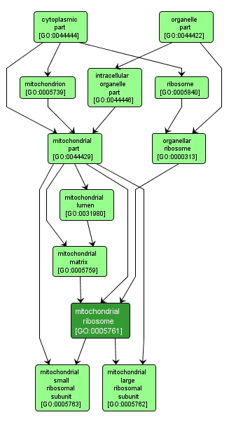 GO:0005761 - mitochondrial ribosome (interactive image map)