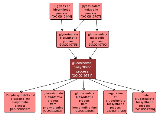 GO:0019761 - glucosinolate biosynthetic process (interactive image map)