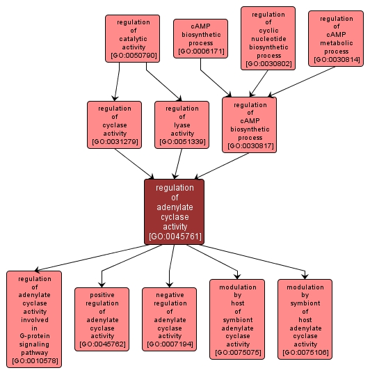 GO:0045761 - regulation of adenylate cyclase activity (interactive image map)