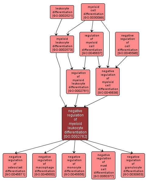 GO:0002762 - negative regulation of myeloid leukocyte differentiation (interactive image map)