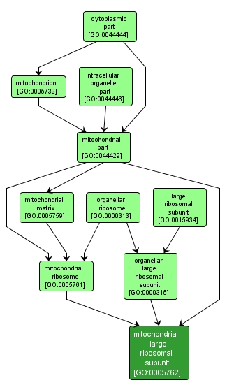 GO:0005762 - mitochondrial large ribosomal subunit (interactive image map)