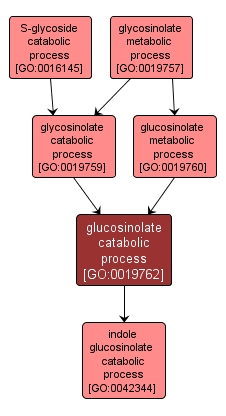 GO:0019762 - glucosinolate catabolic process (interactive image map)