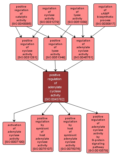 GO:0045762 - positive regulation of adenylate cyclase activity (interactive image map)