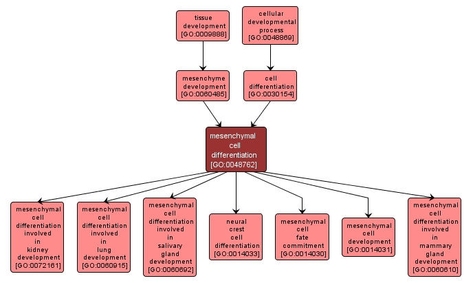 GO:0048762 - mesenchymal cell differentiation (interactive image map)