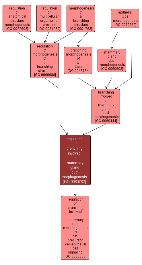 GO:0060762 - regulation of branching involved in mammary gland duct morphogenesis (interactive image map)