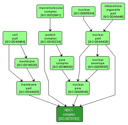 GO:0070762 - NDC1 complex (interactive image map)