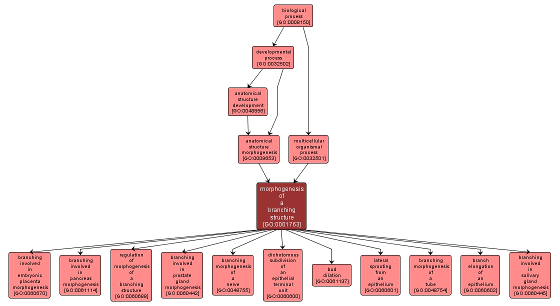 GO:0001763 - morphogenesis of a branching structure (interactive image map)