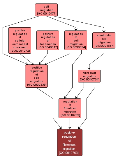 GO:0010763 - positive regulation of fibroblast migration (interactive image map)