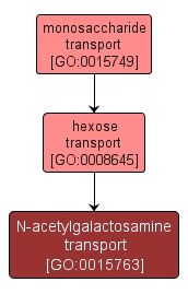 GO:0015763 - N-acetylgalactosamine transport (interactive image map)
