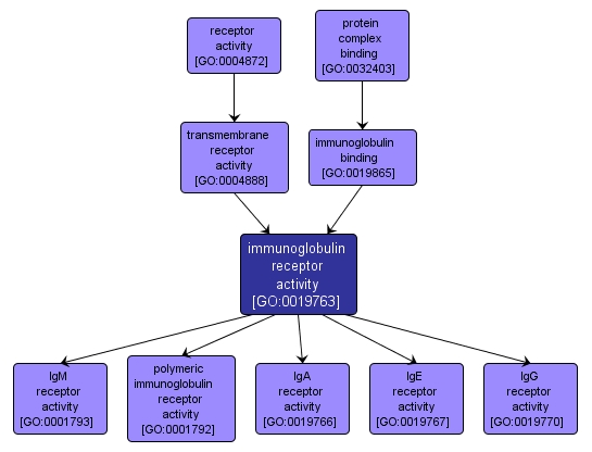 GO:0019763 - immunoglobulin receptor activity (interactive image map)