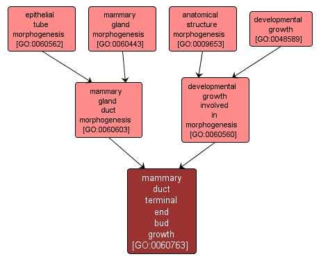 GO:0060763 - mammary duct terminal end bud growth (interactive image map)