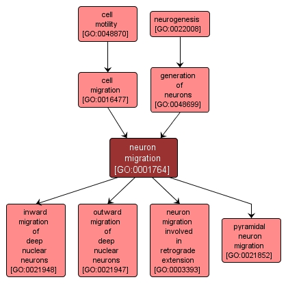 GO:0001764 - neuron migration (interactive image map)