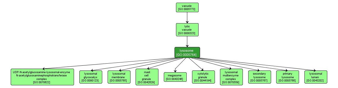 GO:0005764 - lysosome (interactive image map)
