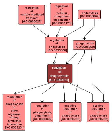 GO:0050764 - regulation of phagocytosis (interactive image map)