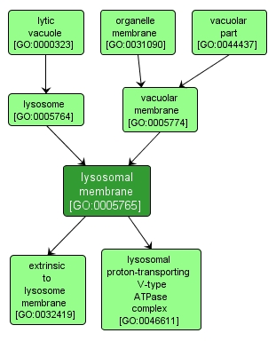 GO:0005765 - lysosomal membrane (interactive image map)