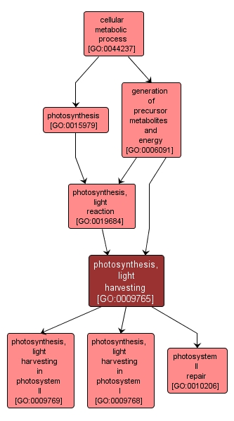 GO:0009765 - photosynthesis, light harvesting (interactive image map)
