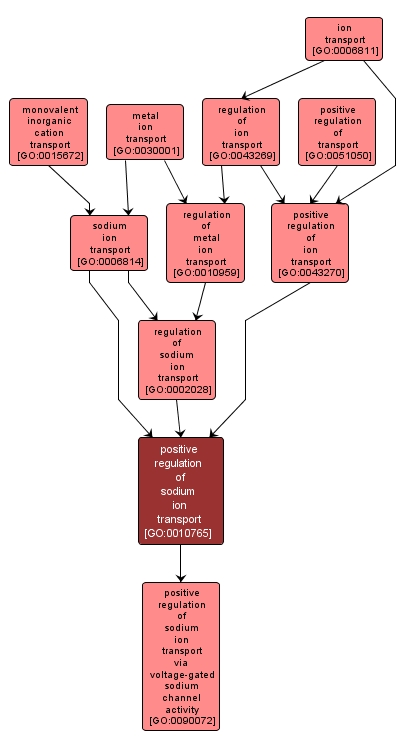 GO:0010765 - positive regulation of sodium ion transport (interactive image map)