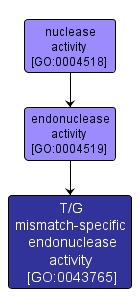 GO:0043765 - T/G mismatch-specific endonuclease activity (interactive image map)