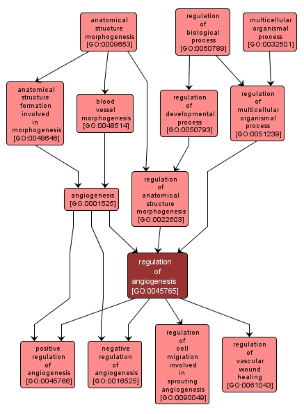 GO:0045765 - regulation of angiogenesis (interactive image map)
