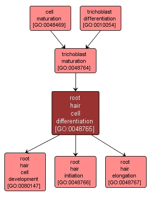 GO:0048765 - root hair cell differentiation (interactive image map)