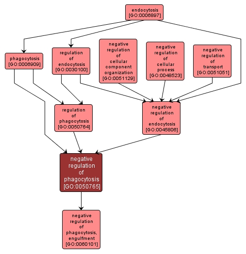 GO:0050765 - negative regulation of phagocytosis (interactive image map)