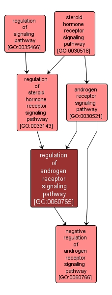GO:0060765 - regulation of androgen receptor signaling pathway (interactive image map)