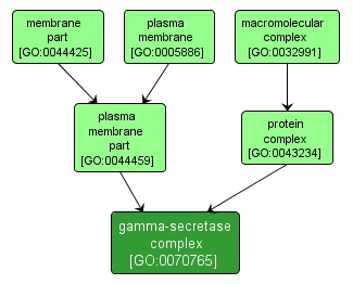 GO:0070765 - gamma-secretase complex (interactive image map)