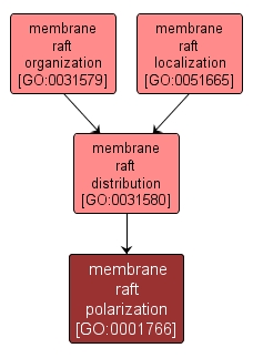 GO:0001766 - membrane raft polarization (interactive image map)
